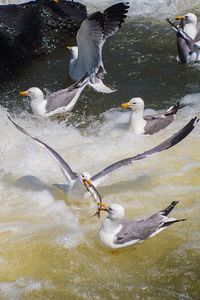 High angle view of birds in lake