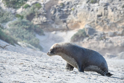 Side view of an animal on rock