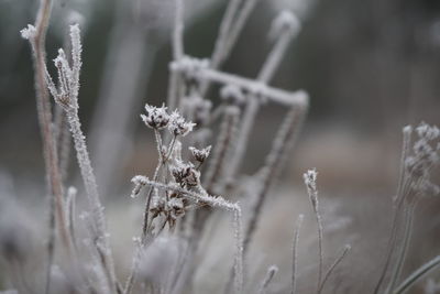 Close-up of frozen plant