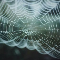 Close-up of spider on web