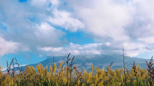 Plants growing on field against sky