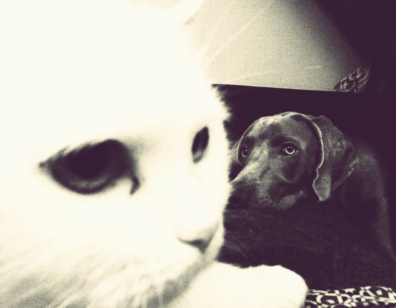 pets, dog, domestic animals, one animal, animal themes, mammal, indoors, close-up, relaxation, animal head, resting, black color, lying down, high angle view, white color, home interior, portrait, looking at camera