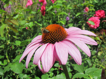 Close-up of butterfly on pink flower