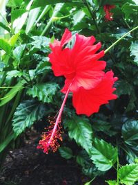 Close-up of red flowers