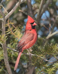 Close-up of a bird perching on branch