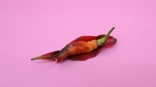 Close-up of meat on white background