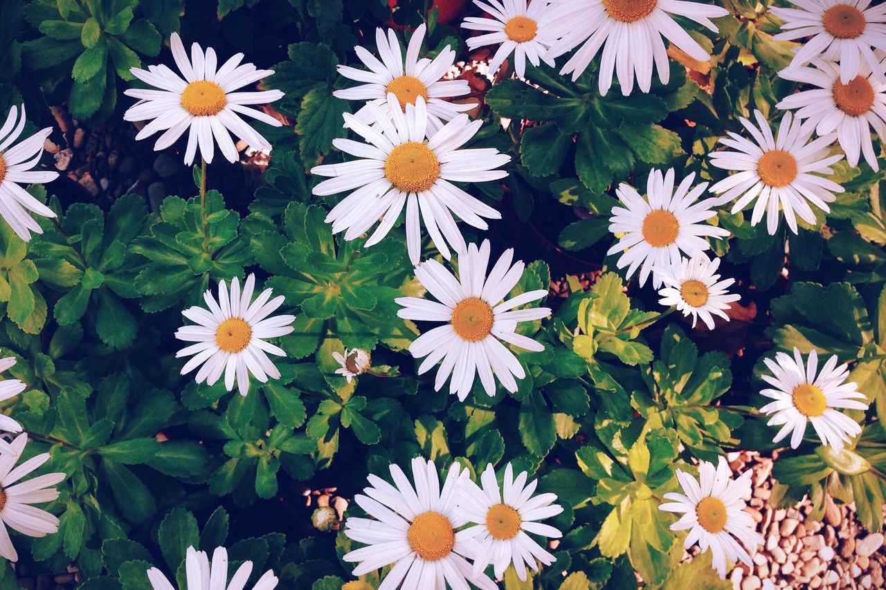 Parco villa Fabbricotti