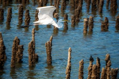 View of birds in lake