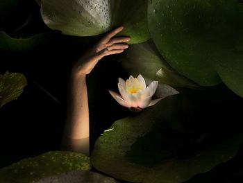Close-up of white flower
