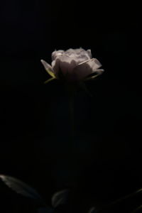 Close-up of rose against black background