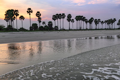 Palm trees on beach against sky during sunset