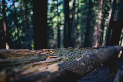 Close-up of tree trunk in forest