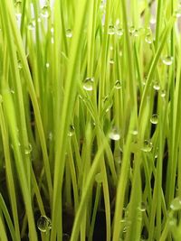 Full frame shot of grass growing in field