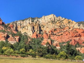 Trees against clear blue sky