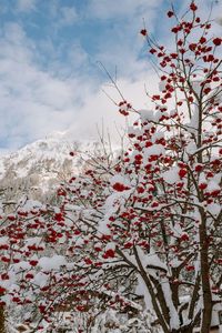 Low angle view of cherry blossoms against sky during winter