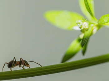 Close-up of insect on plant