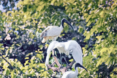 bird