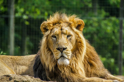 Portrait of a cat in zoo