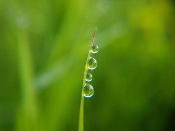 Close-up of water drops on grass