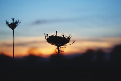 Close-up of silhouette flower on field against sky during sunset