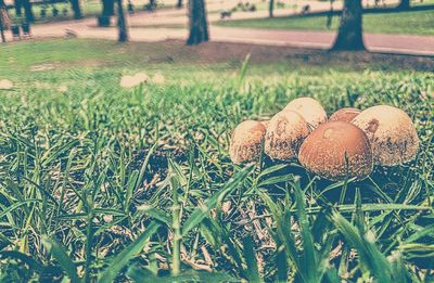 Trees on grassy field