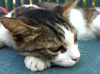 Close-up of a cat sleeping