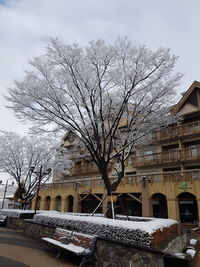 Bare tree and buildings against sky during winter