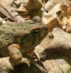 Close-up of frog