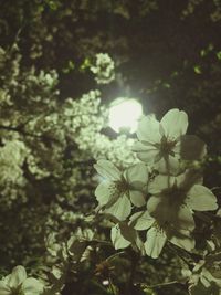 Close-up of white flowers