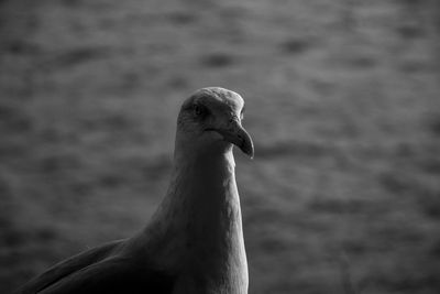 Close-up of a bird looking away