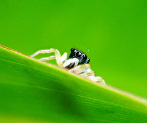 Close-up of insect on leaf