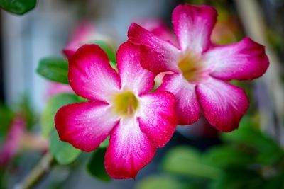 Close-up of pink flowering plant