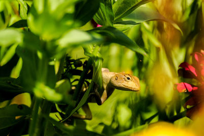 Close-up of a lizard on plant