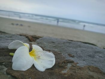 Close-up of water on beach