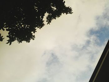 Low angle view of tree against sky