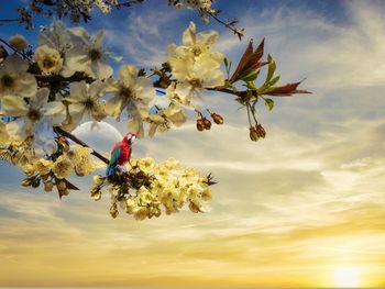 Low angle view of cherry blossoms against sky