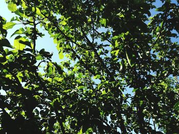 Low angle view of tree