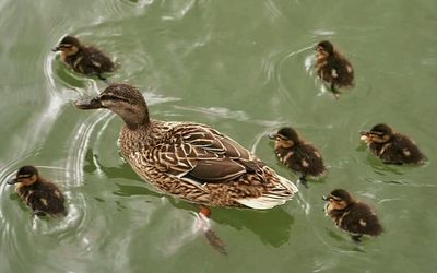 Ducks swimming in water