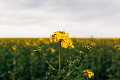 Close-up of yellow flower blooming on field against sky