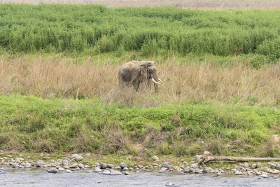 View of sheep on field