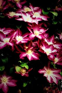 Close-up of pink flower