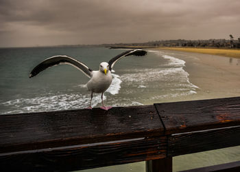 Bird perching on wood against sea