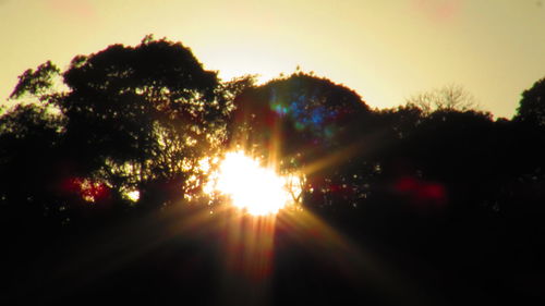 Sun shining through trees