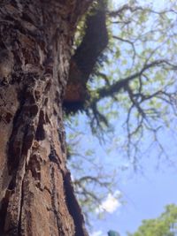 Low angle view of tree trunk