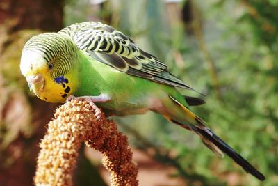 Close-up of parrot perching on branch