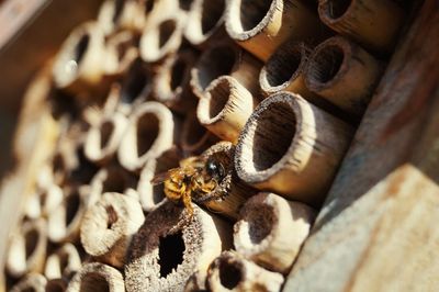 Close-up of bee on wood