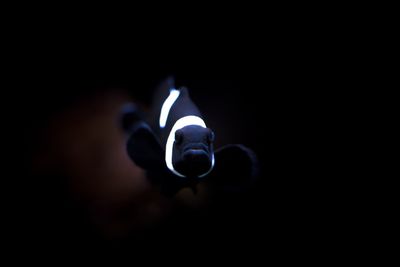 Close-up of electric light bulb
