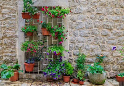 Potted plant against wall
