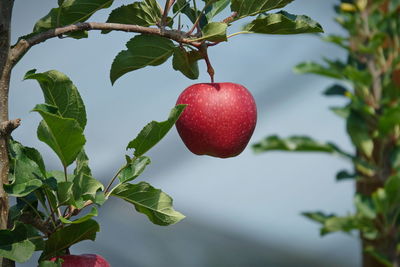 Red berries growing on tree