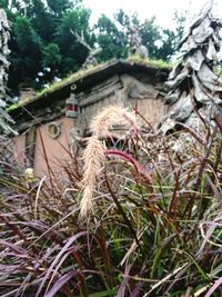 Close-up of plants on field by building